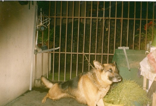 era obediente, muy protector, demasiado inteligente, saltaba muy bien, cariñoso, tierno, fue el mejor perro que he tenido, y todavía la familia habla de el y se le extraña demasiado 