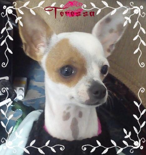 recien adoptada, necesito ayuda con ella :( está completamente sorda
recien adoptada, necesito ayuda con ella :( está completamente sorda