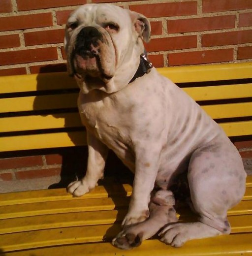 mi gordo, el mas bago