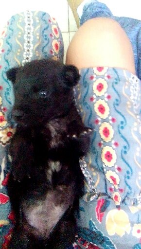 Es ojos azules pequeña negrita y muy tierna 