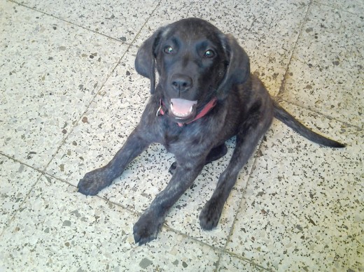 Aqui Tica tienes 2 meses 1/2 Aqui Tica tienes 2 meses 1/2