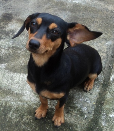es un salchicha pero con patas largas muy linda!! es un salchicha pero con patas largas muy linda!!