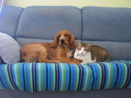 Titan y Taz las dos fieras de la casa :) Titan y Taz las dos fieras de la casa :)