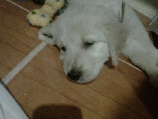 Antes de su siesta con mucha flojera