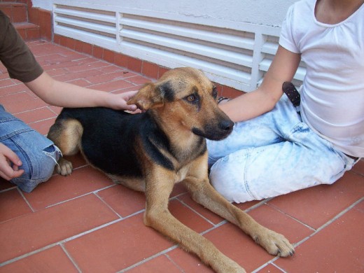 URGENTE CASA PARA ESTA CACHORRA ABANDONADA