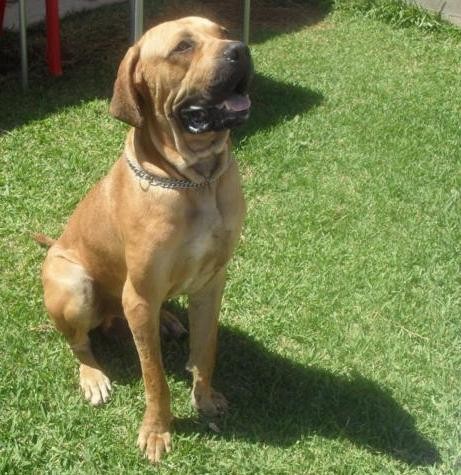 Mi perro observando comida...