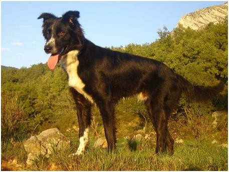 este es TRO,es border collie mezclado con pastor belga.lleba el pastoreo enla sangre.es feliz enlos espacios abiertos.afortunadamente vivo en el pirineo