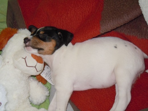 Mi pequeña recién adoptada. Aquí la tengo descansado plácidamente zzzzzzz Mi pequeña recién adoptada. Aquí la tengo descansado plácidamente zzzzzzz