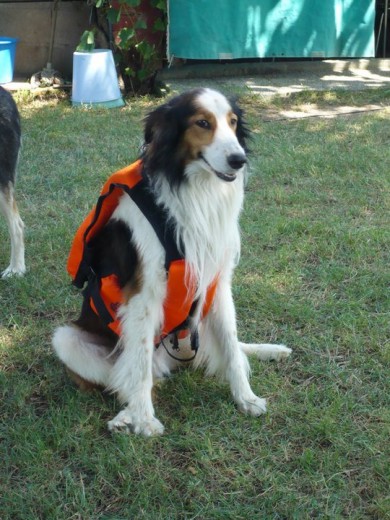 Truman al rescate!
Es un mestizo de Collie