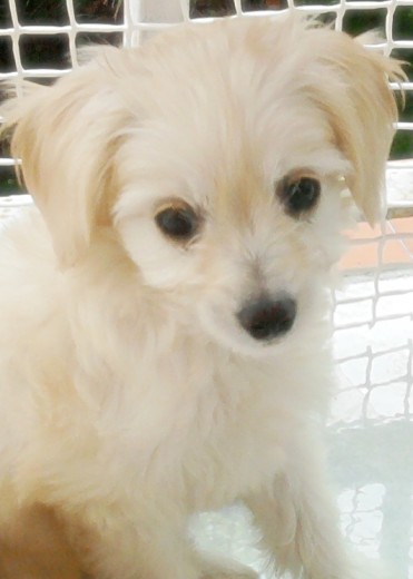 mi bichito con dos meses =D mi bichito con dos meses =D