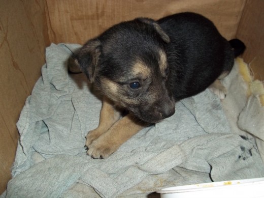 mi perrita en su cajita