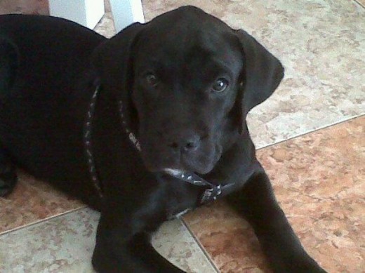 Padre labrador con pedigri ,campeon de recate y su camada y criador es el que se dedica a anuncios de scotex,su madre tambien con pedigri es una boxer preciosa....pero sin querer se montaron ....y salio VALDO jiji Padre labrador con pedigri ,campeon de recate y su camada y criador es el que se dedica a anuncios de scotex,su madre tambien con pedigri es una boxer preciosa....pero sin querer se montaron ....y salio VALDO jiji