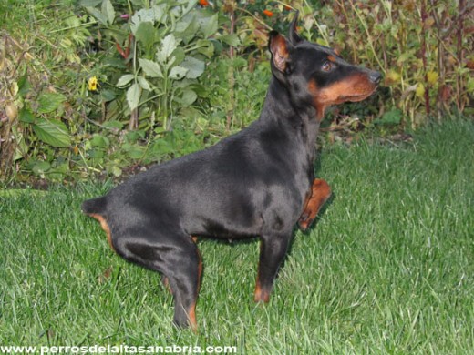 Vega mostrando sus cualidades como pinscher Vega mostrando sus cualidades como pinscher