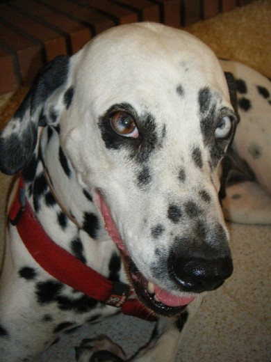 La perrita mas bonita q ay! La perrita mas bonita q ay!