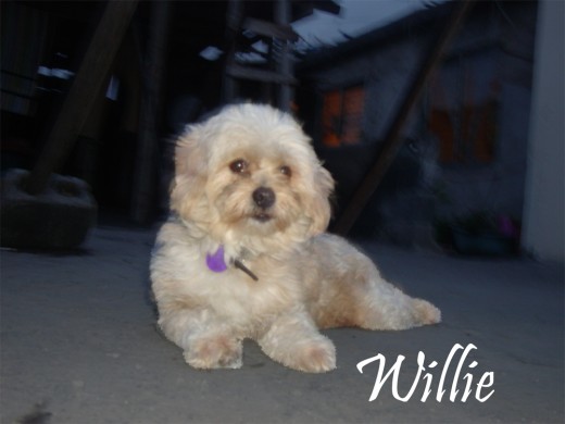 mi perro wily french de 5 años la verdad un muy buen perro atento y cariñoso algo gruñon pero muy lindo... mi perro wily french de 5 años la verdad un muy buen perro atento y cariñoso algo gruñon pero muy lindo...
