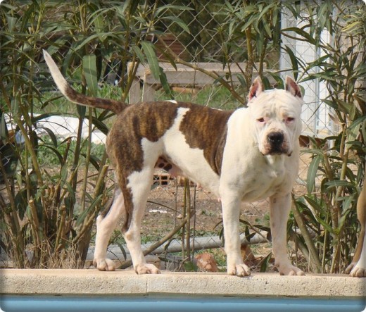 XENA mi guerrera XENA mi guerrera