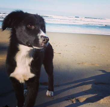 Una foto bastante bien lograda mientras jugaba en la playa. No estaba tan majestuoso en la vida real, jeje