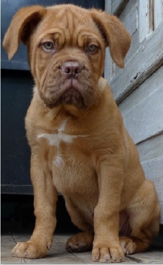 2 meses de edad 2 meses de edad
