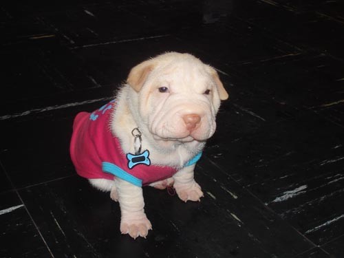 ohhh mi yaharitaa la quiero un monton ohhh mi yaharitaa la quiero un monton