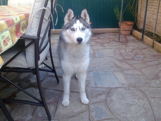 mi husky siberiano de 7 meses mi husky siberiano de 7 meses