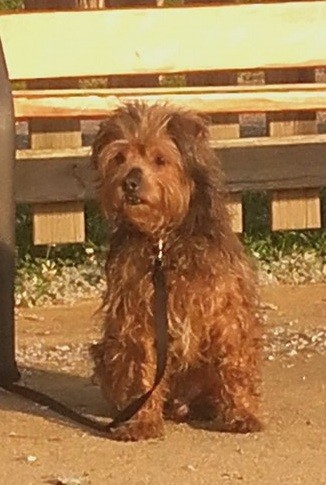 Yaky en el parque tomando el sol.