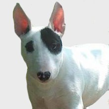 Me llamo yesca y busco un nuevo hogar Me llamo yesca y busco un nuevo hogar