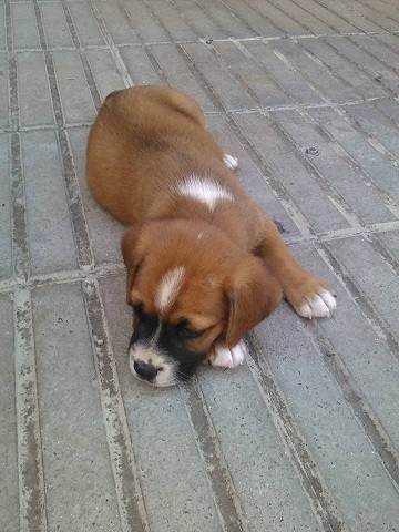 ¡Eryx! 

¡Soy un Bóxer leonado!