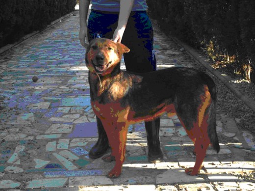 Yuma fue abandonado en la calle a su suerte.
Nunca le quisieron y les dio lo mismo si le sucedía algo o no, si moría de hambre o no, si le atropellaba un coche o no …. A alguien le dio exactamente igual …
A nosotros nos importa Yuma, y desde el primer día hemos cuidado de él.
Yuma es un perro de tamaño mediano-grande de unos cuatro años.
Es un perro noble y juguetón, es tan bueno que muchas veces pasa desapercibido entre el resto de perros del refugio que ladran para llamar nuestra atención; Yuma espera paciente y no reclama los mimos salvo que estemos muy cerca de él.
Yuma necesita jugar, correr, salir, …. Como todos …. Quizás el único problema de Yuma es que necesita tiempo para conocer a otros machos, pero a las hembras las adora.
Con los mayores y los niños es perfecto.
Adopta a Yuma, dale esa nueva vida.
Quizás tú que lees esto seas su única oportunidad.
Adopción:
difusiones.sofia9@gmail.com
Yuma fue abandonado en la calle a su suerte.
Nunca le quisieron y les dio lo mismo si le sucedía algo o no, si moría de hambre o no, si le atropellaba un coche o no …. A alguien le dio exactamente igual …
A nosotros nos importa Yuma, y desde el primer día hemos cuidado de él.
Yuma es un perro de tamaño mediano-grande de unos cuatro años.
Es un perro noble y juguetón, es tan bueno que muchas veces pasa desapercibido entre el resto de perros del refugio que ladran para llamar nuestra atención; Yuma espera paciente y no reclama los mimos salvo que estemos muy cerca de él.
Yuma necesita jugar, correr, salir, …. Como todos …. Quizás el único problema de Yuma es que necesita tiempo para conocer a otros machos, pero a las hembras las adora.
Con los mayores y los niños es perfecto.
Adopta a Yuma, dale esa nueva vida.
Quizás tú que lees esto seas su única oportunidad.
Adopción:
difusiones.sofia9@gmail.com