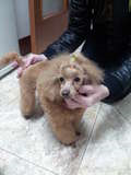 Caniche toy rojo, medidas 24 cm a la cruz, línea de campeón, excelente pedigree. Y pesa 2 kilos, es muy bueno y muy fiel, siempre esta pegado a mi, y también muy alegre y jugueton. Ideal esta raza para mascota y muy bueno con los niños, no mudan pelo. Caniche toy rojo, medidas 24 cm a la cruz, línea de campeón, excelente pedigree. Y pesa 2 kilos, es muy bueno y muy fiel, siempre esta pegado a mi, y también muy alegre y jugueton. Ideal esta raza para mascota y muy bueno con los niños, no mudan pelo.