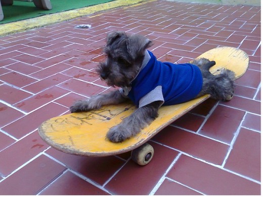 ...uuahh skatebord dog 
    jaja ...traviesoo...
