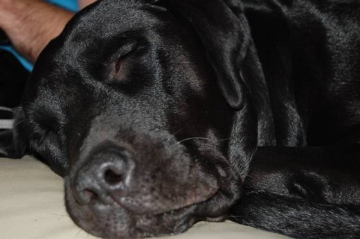 era un trastillo hasta que cumpli dos años, ahora estoy de niñera de dos perros y una gata. adoro el lado derecho del sofa, que cómodoooo era un trastillo hasta que cumpli dos años, ahora estoy de niñera de dos perros y una gata. adoro el lado derecho del sofa, que cómodoooo