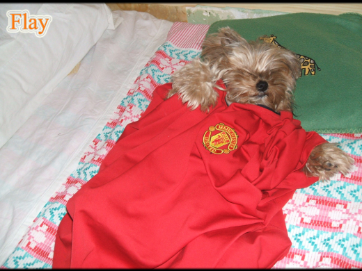 Glory Glory Man United Glory Glory Man United