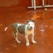 Rocki pitbull 2 meses