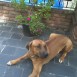 mis perros