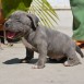 american bully cachorros 