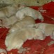 VENDO CACHORROS PODENCO ANDALUZ