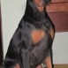 Mateo Doberman