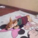 mi amado scooby