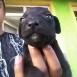 biiru
