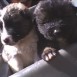 Mis perritos :)