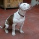 Rocki pitbull 4 meses