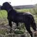 torco