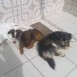 CUTO and 3 T*