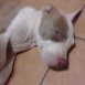 mi american pitbull silver fawn   