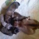 LOS BEBES DE FRIDA Y DIEGO