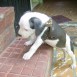 ares pitbull 1 mes