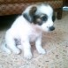 Mi puppy