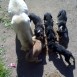 Perritos u.u