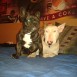 Mis Gordis!