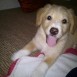 luky perro perdido